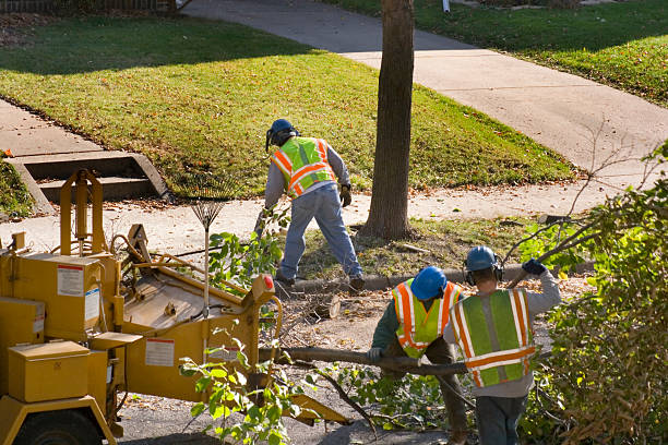 Best Tree Preservation Services  in Amboy, WA